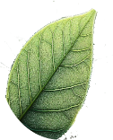 Leaf Icon